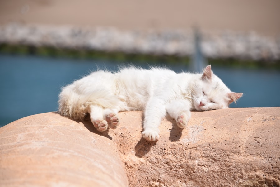 Photo enjoy resting