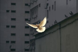 Photo peace
