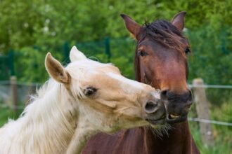 Photo stable relationships