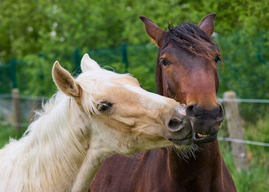 Photo stable relationships