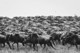 Photo survival patterns