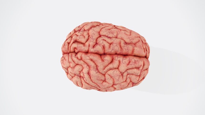 Photo brain