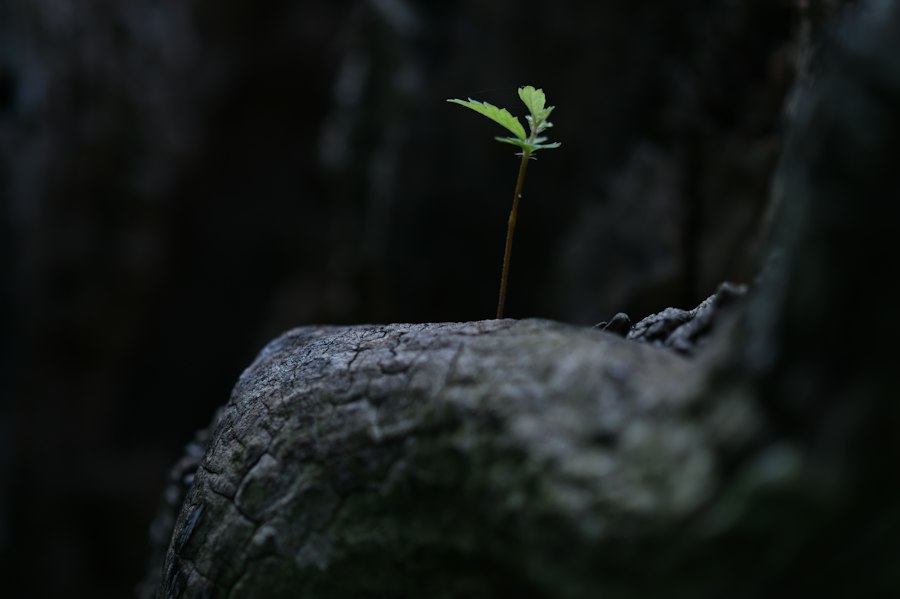 survival