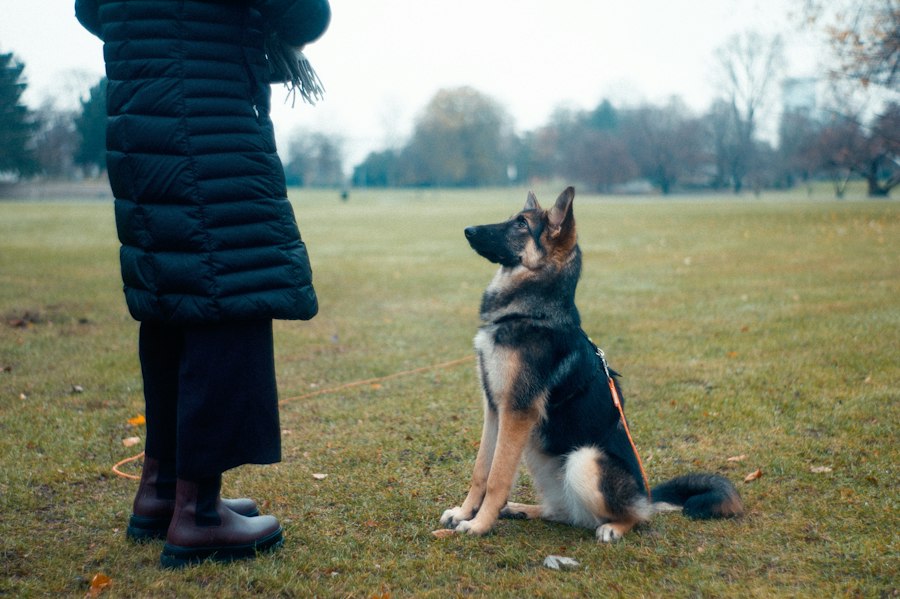obedience psychology