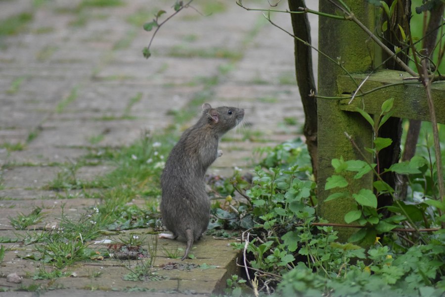 Little Albert rat