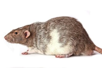 Photo Little Albert rat