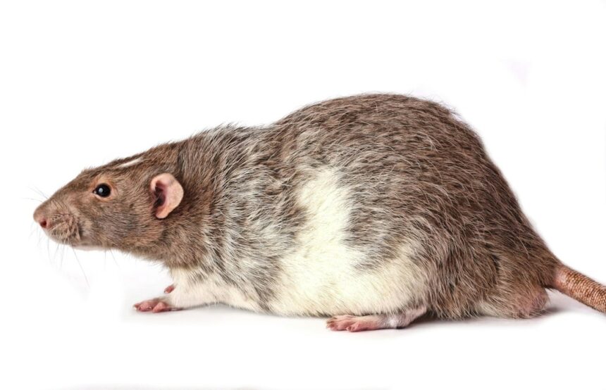 Photo Little Albert rat