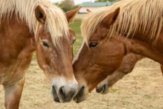 Photo stable relationships
