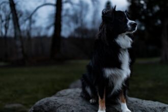 Photo obedience