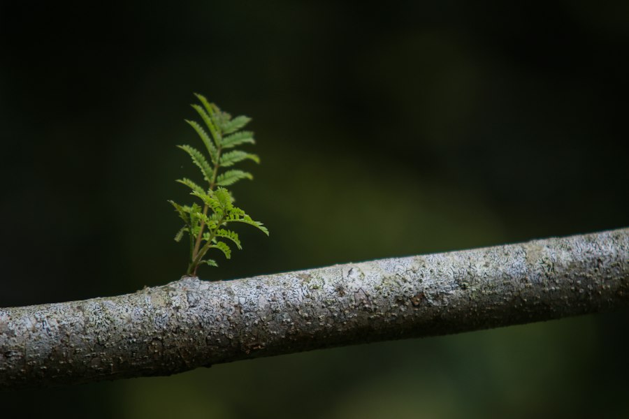 Photo grow up