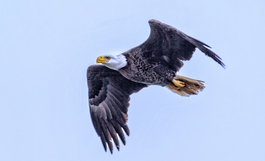 Robbers Cave Eagles vs Rattlers