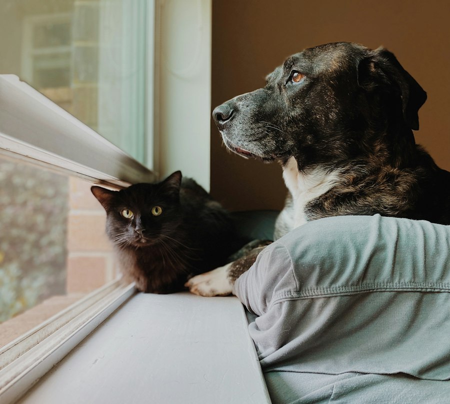 Photo enemies