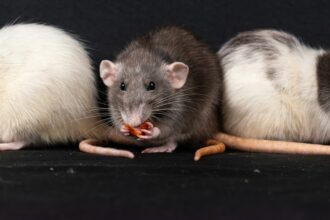 Photo rat park vs individual cage behavior study