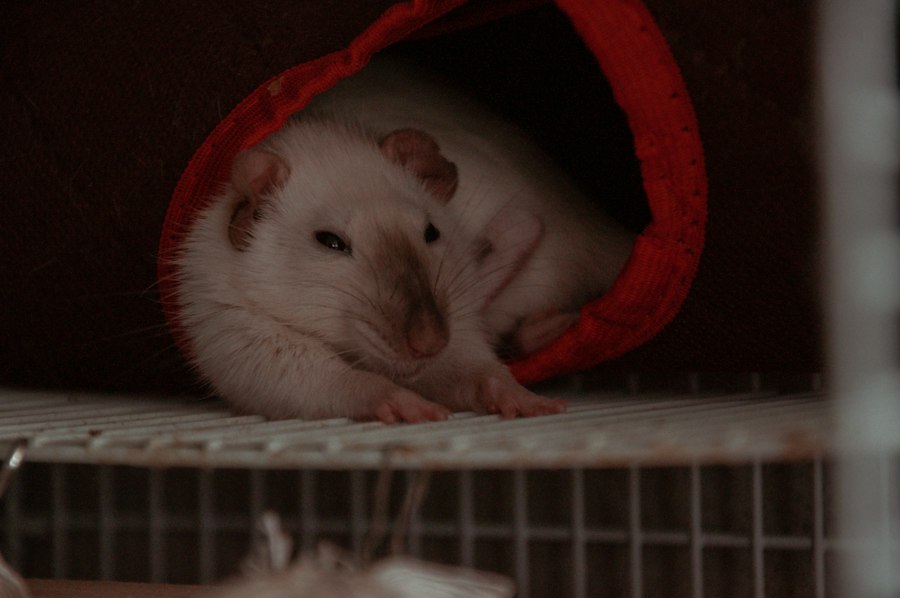 Photo rat park vs individual cage behavior study