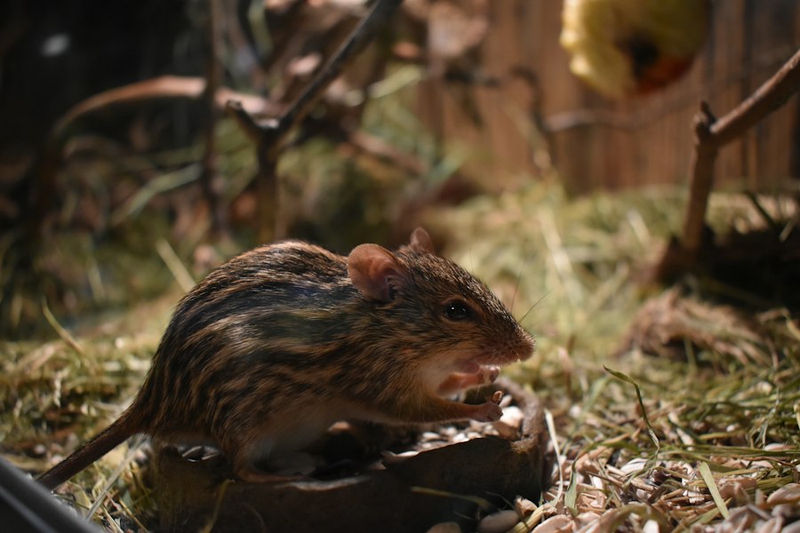 rat park vs individual cage behavior study