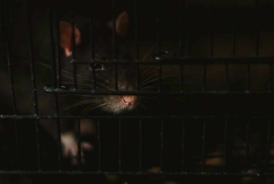 Photo Rat Park addiction study
