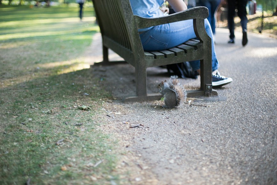 Rat Park addiction study