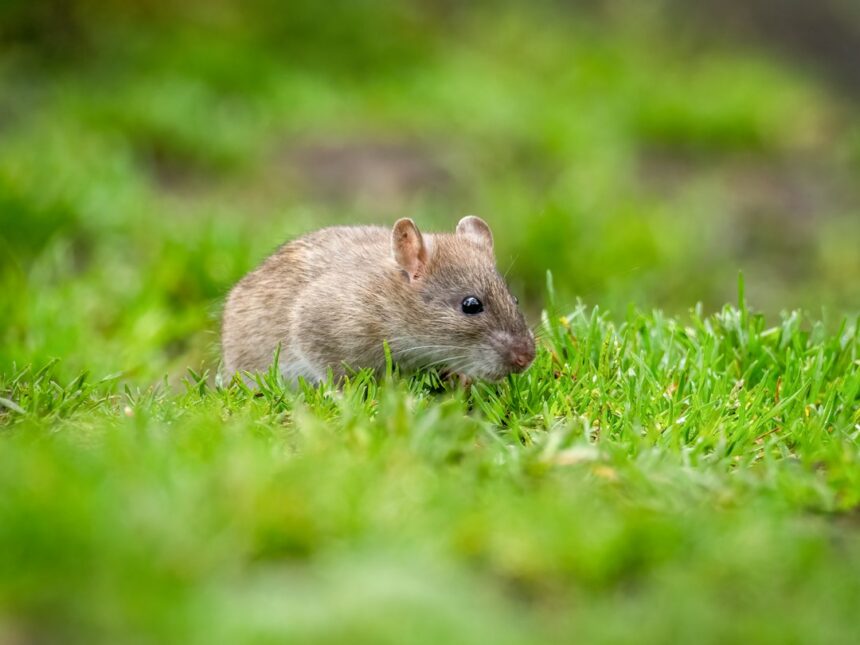 Photo Rat Park experiment family impact