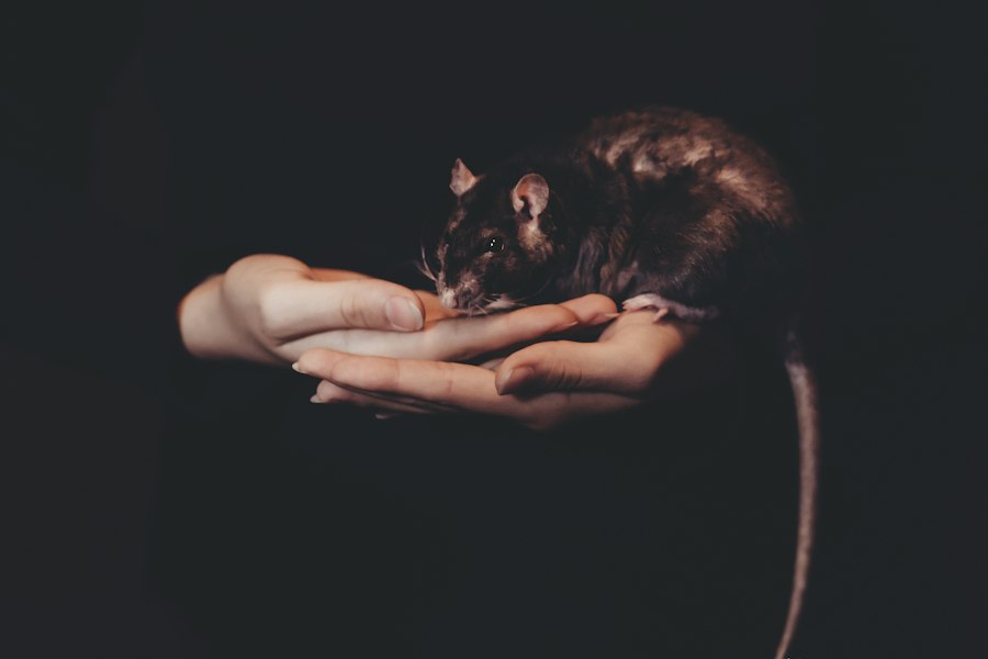 rat park addiction study