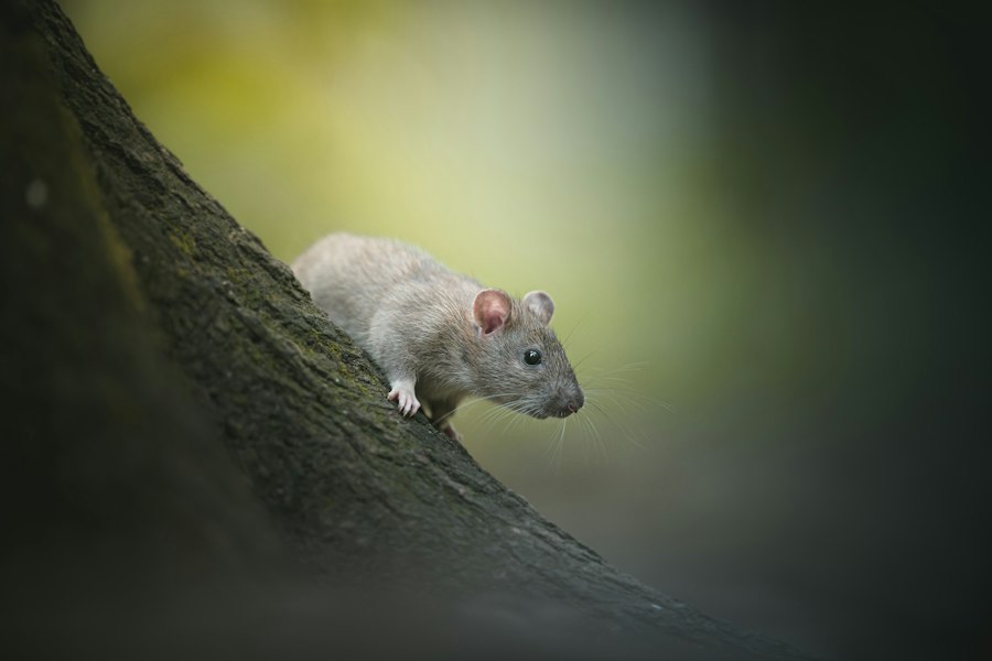 Photo rat park addiction study