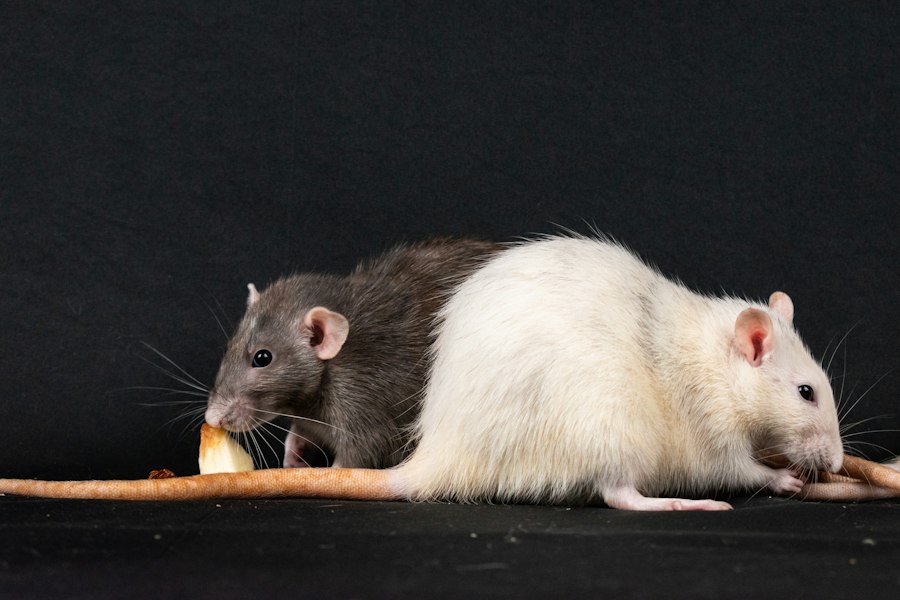 rat park addiction study
