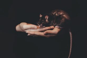 Photo rat park addiction study