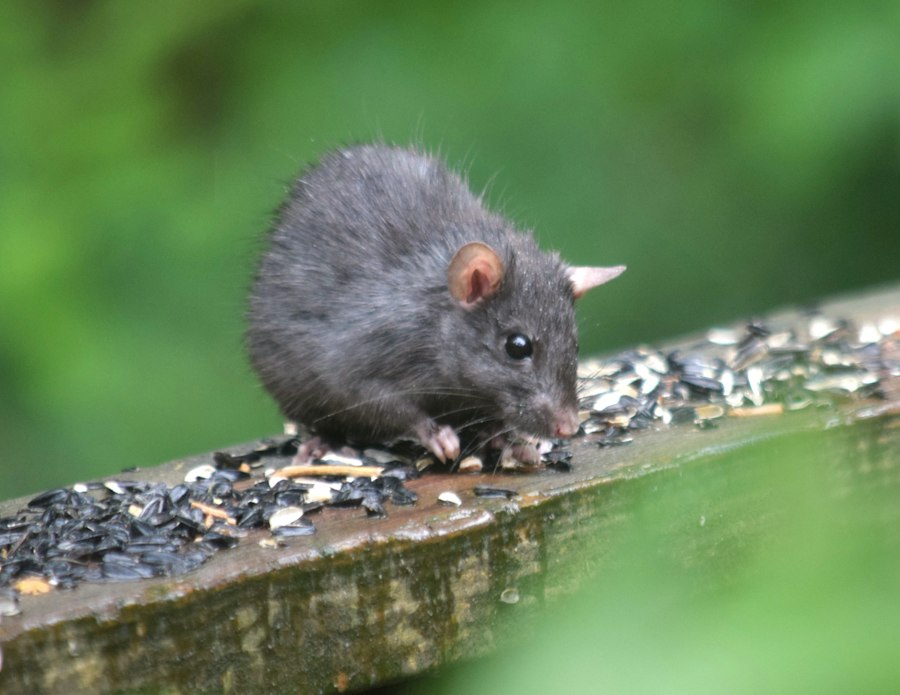 Photo rat park addiction study