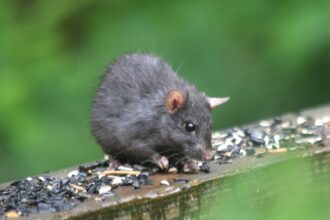 Photo rat park addiction study