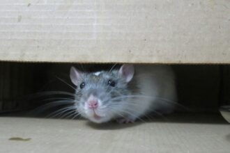 Photo Rat Park experiment myth survival
