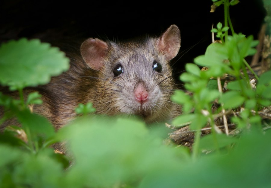 Photo Rat Park experiment myth survival