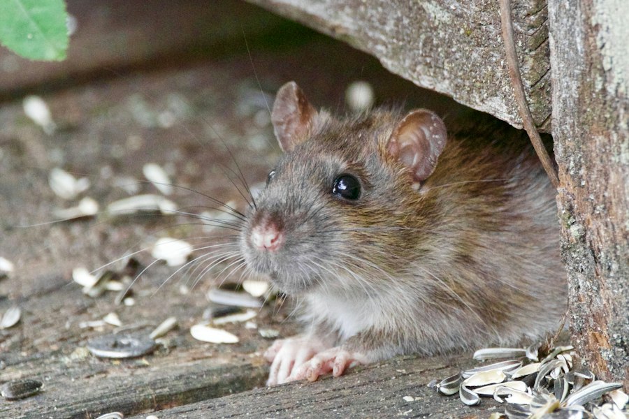 Rat Park experiment myth survival