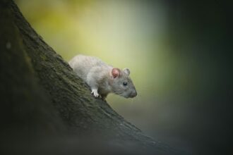 Photo rat park experiment replication results