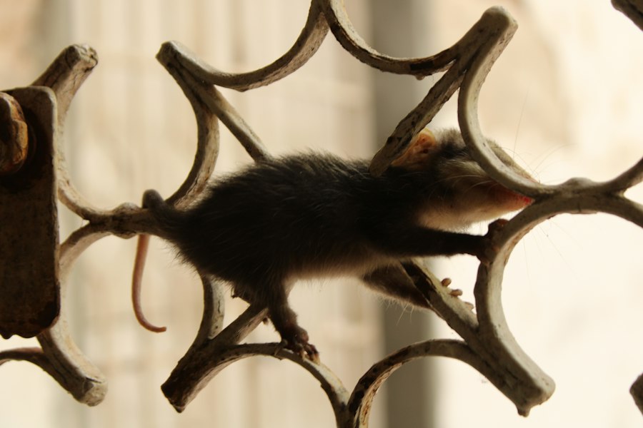 Photo rat park experiment replication results