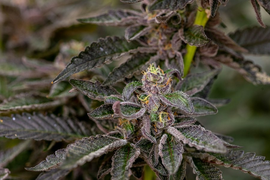 Photo rat park strain comparison