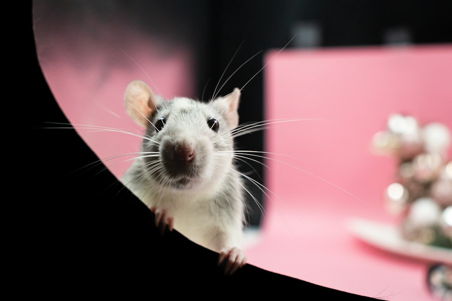 Photo rat park experiment environment