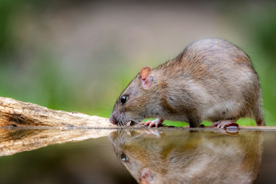 rat park experiment environment