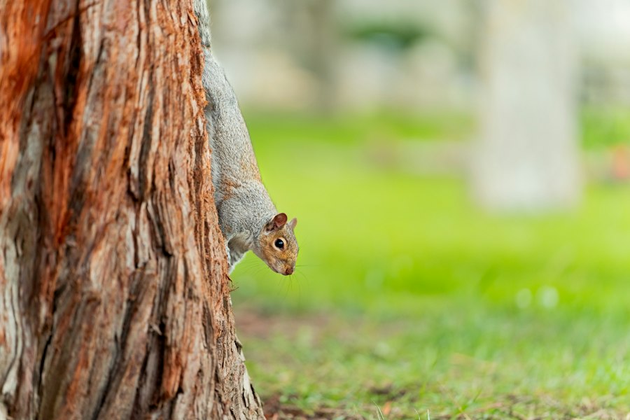 rat park social enrichment experiment
