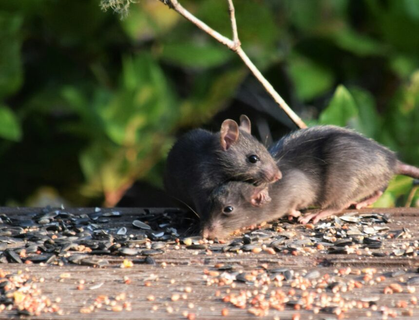 Photo rat park experiment conditions