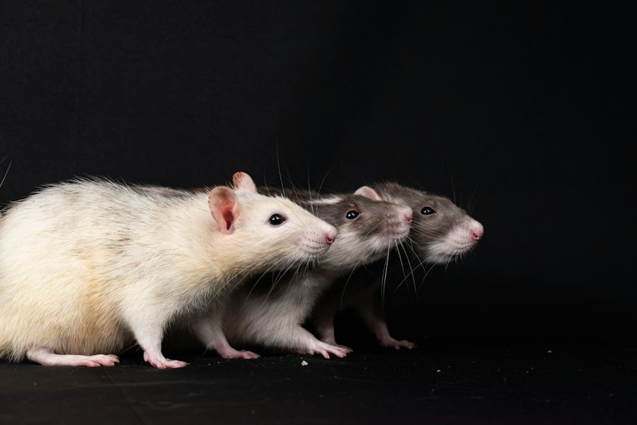 rat park experiment conditions