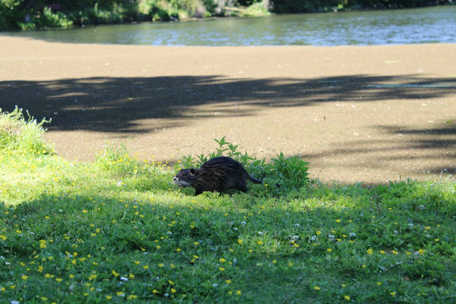 Photo rat park experiment results