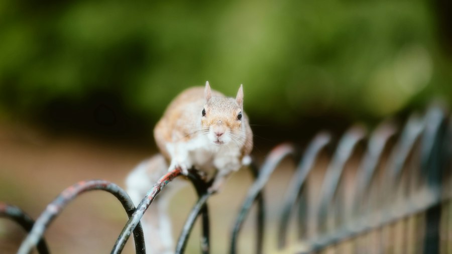 rat park experiment results