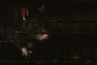 Photo rat park addiction study