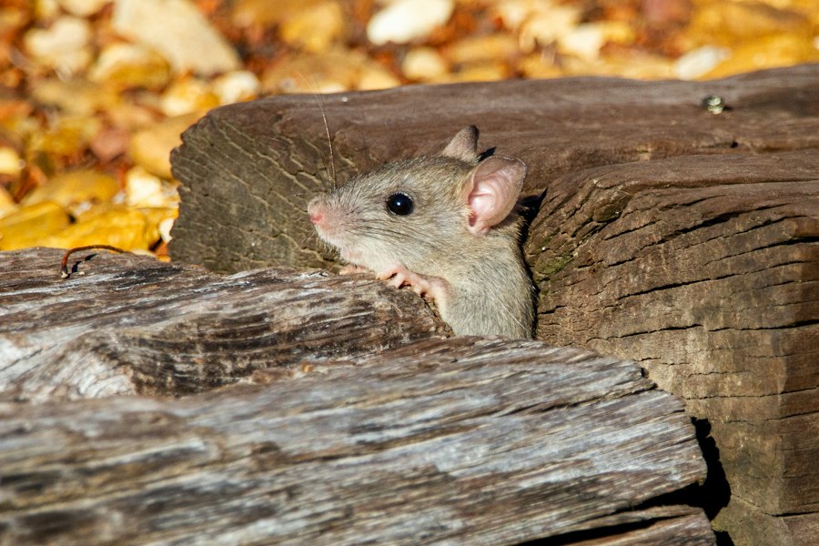 rat park addiction study