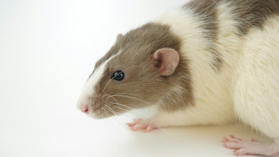 Rat Park experiment meaning