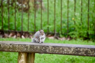 Photo Rat Park addiction study implications