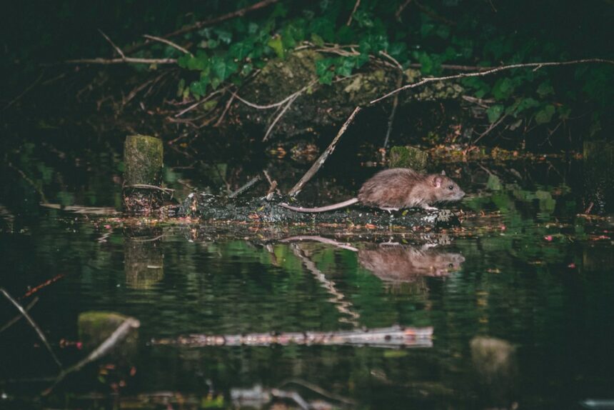 Photo Rat Park experiment psychology