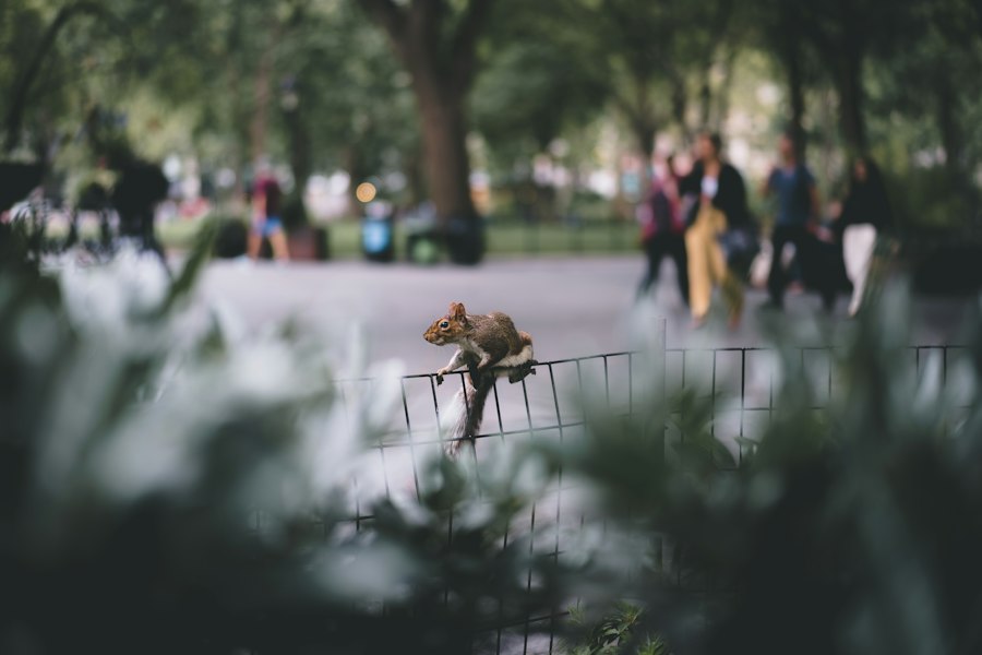 Rat Park addiction study implications