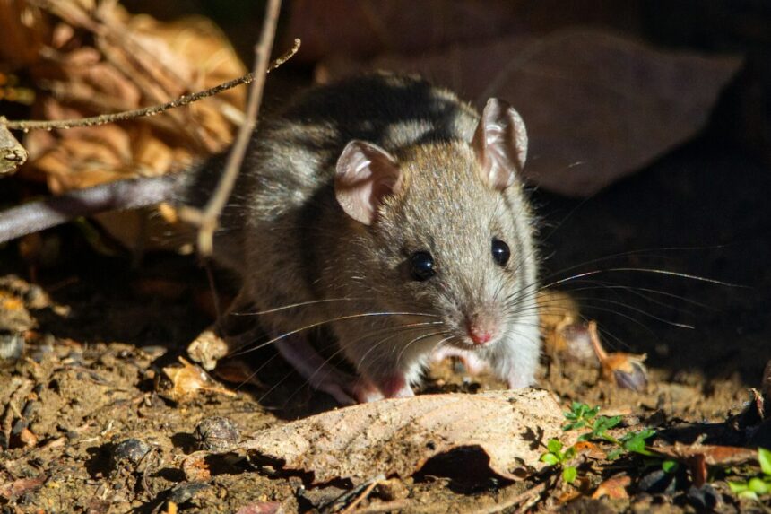 Photo rat park addiction neuroscience