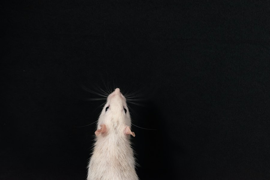 rat park addiction neuroscience