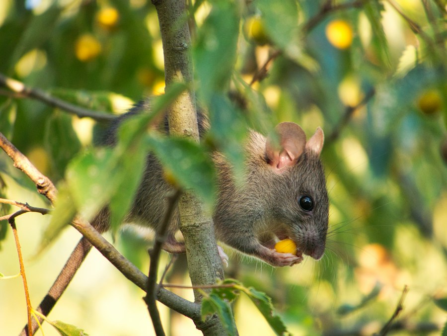 Photo rat park experiment accuracy